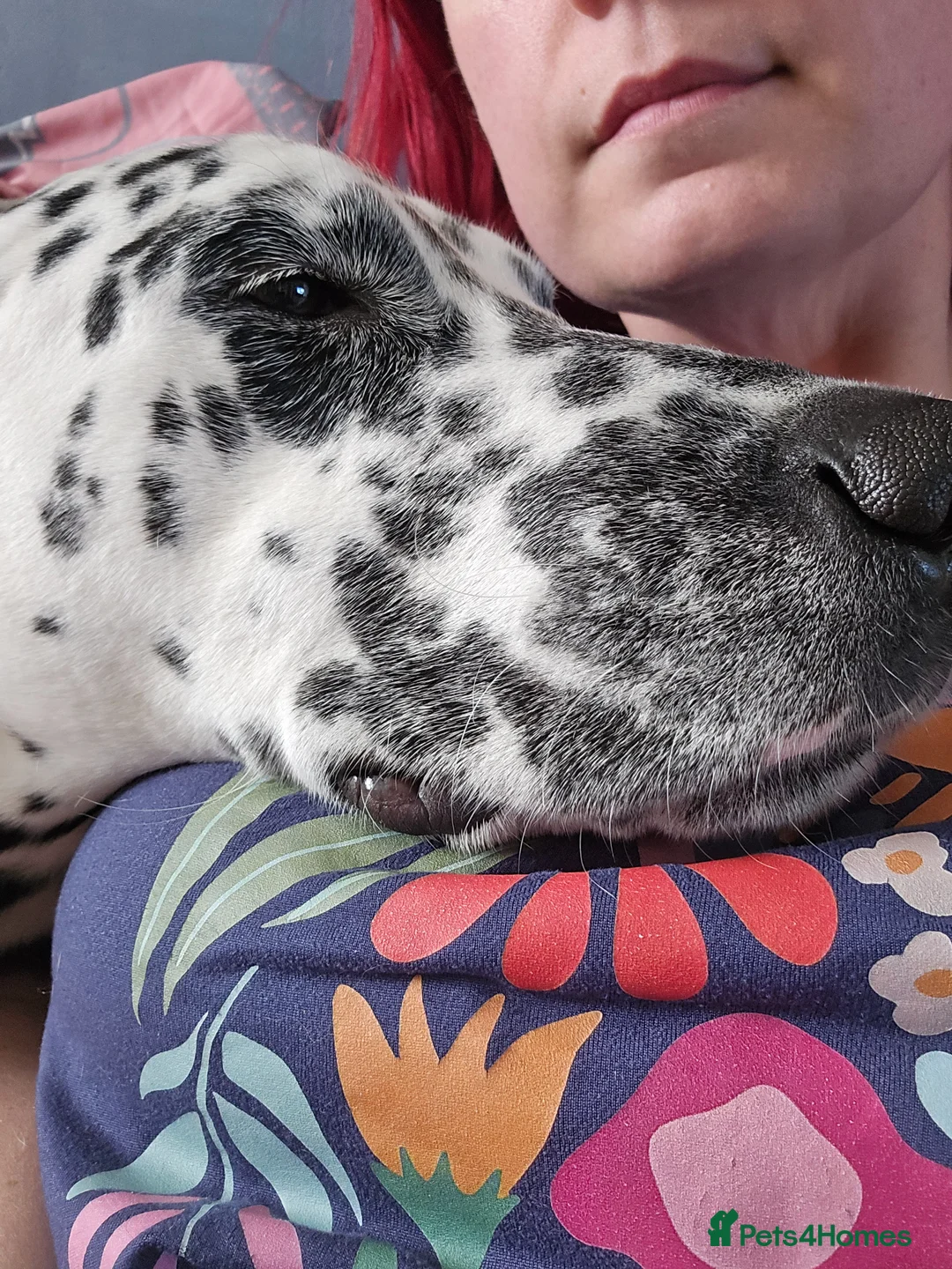 Dalmatian dogs for sale: Experienced Dog Owner needed for Arsha - Advert 2