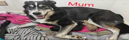 Mixed Breed dogs for sale: 2 mix breed pups - Advert 4