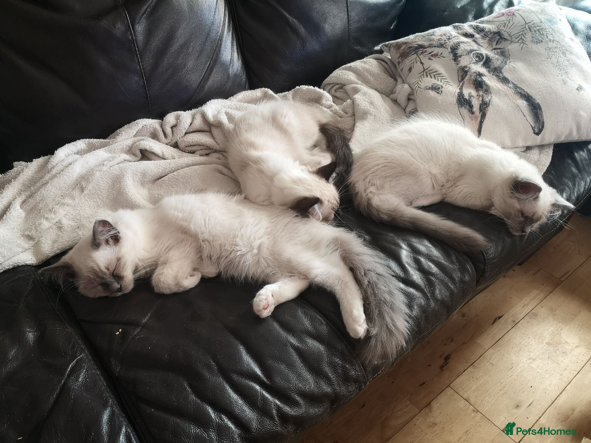 Ragdoll cats GCCF registered Ragdol kittens  - Advert 4