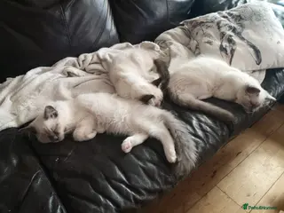 Ragdoll cats GCCF registered Ragdol kittens - Advert 4