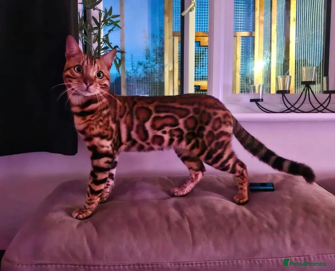 Bengal cats for sale: TICA Snow & Silver Health Tested Bengal Kittens - Advert 9