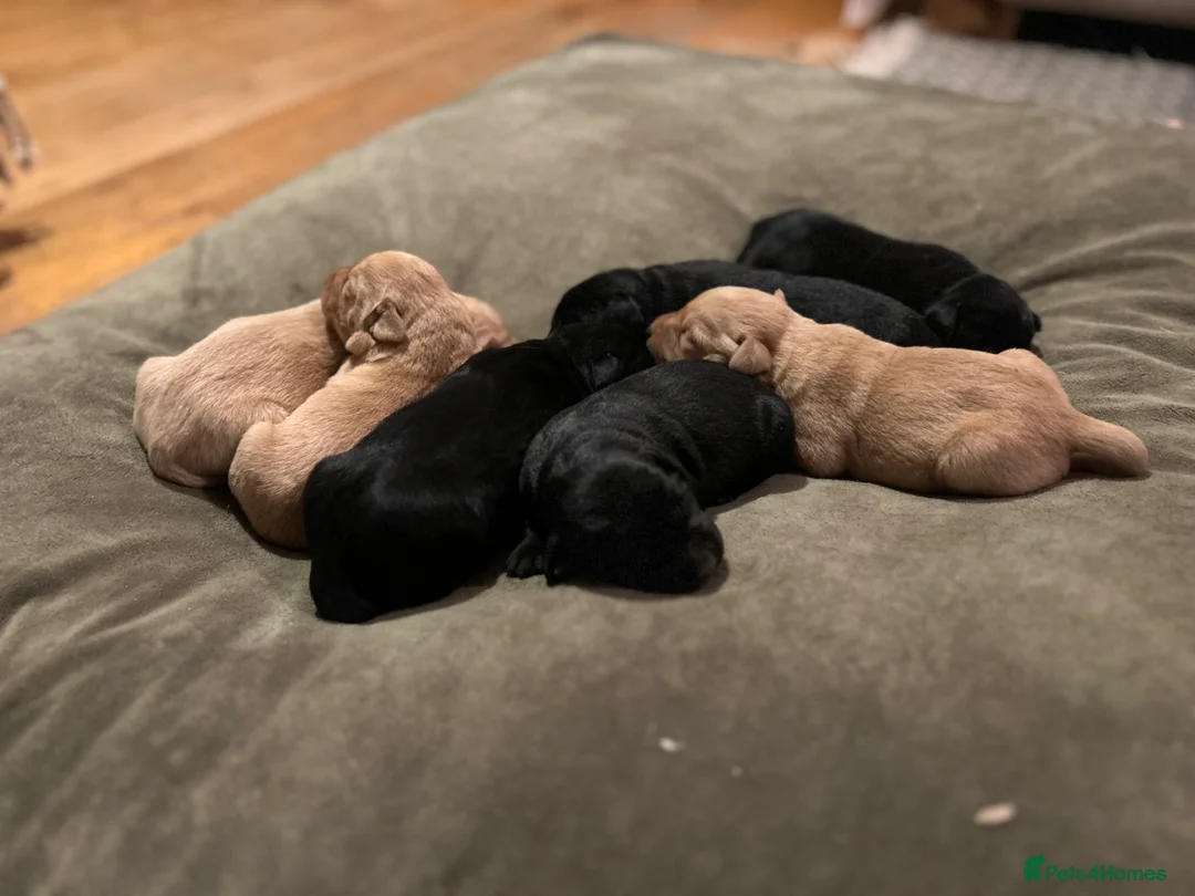 Labrador Retriever dogs for sale: Labrador Puppies - Advert 8