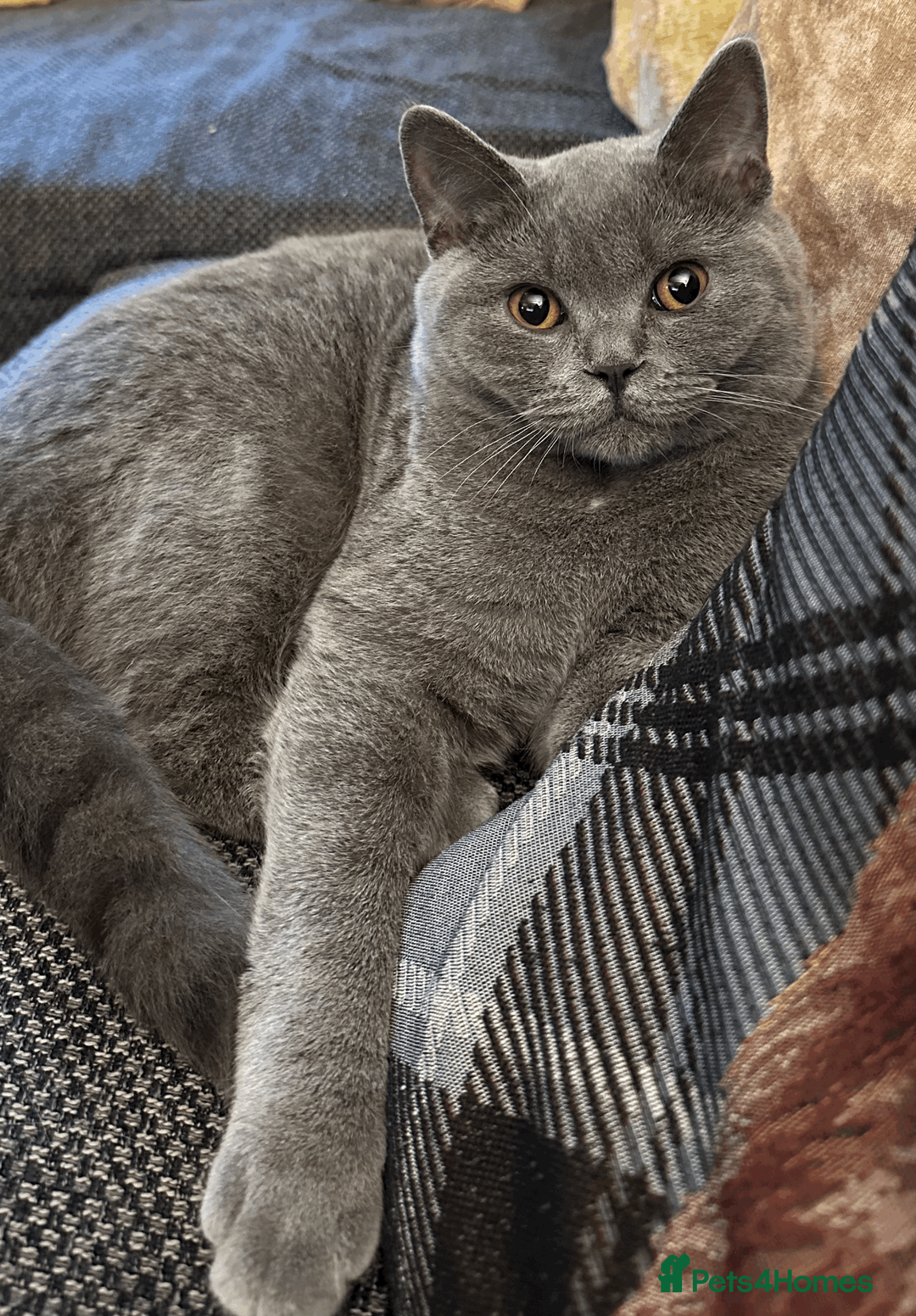 British Shorthair cats for stud: 💙 GCCF British Shorthair Blue Active Stud 💙 - Advert 1