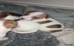 Patterjack dogs for sale: Patterjack/jackrussel - Image 11
