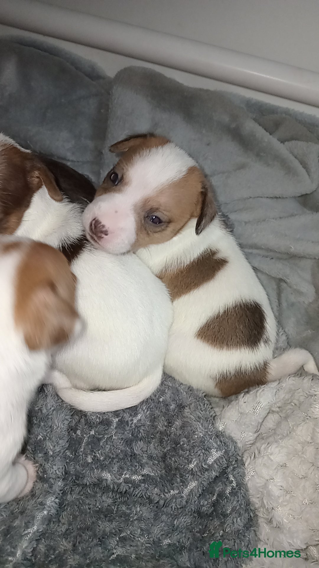 Patterjack dogs for sale: Patterjack/jackrussel - Image 11
