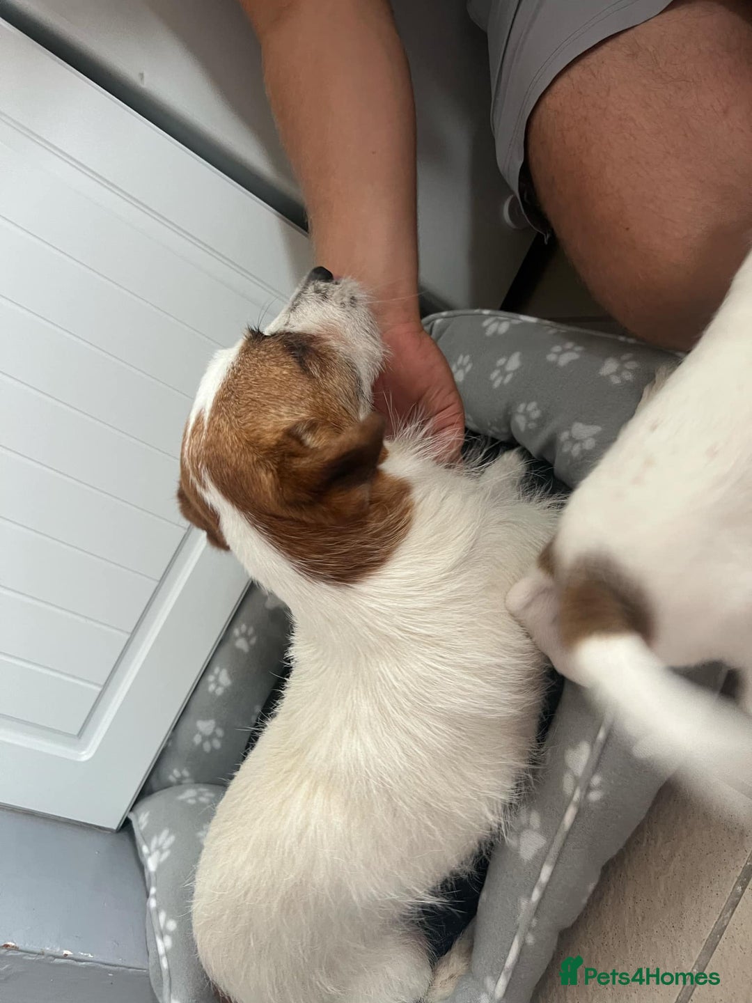 Jack Russell dogs for sale: 2 males puppies for sale - Image 9