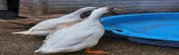 Ducks poultry for sale: Indian runner ducks - Advert 5