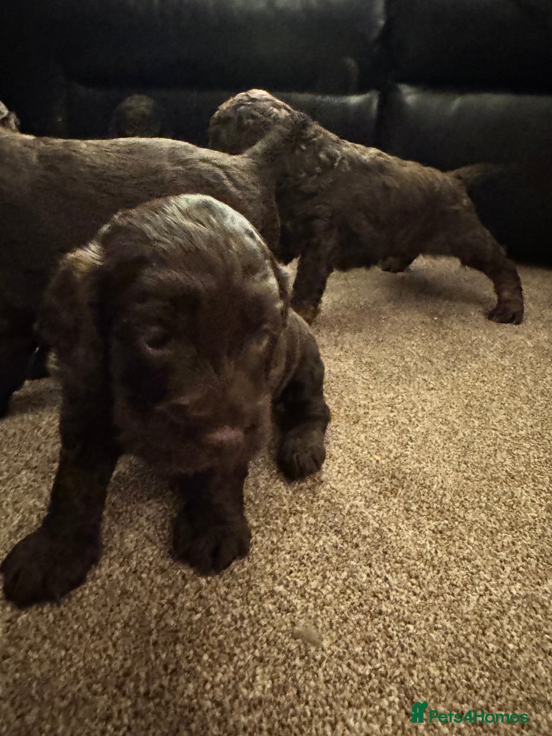 Cockapoo dogs for sale: Cockapoo Puppies F2 - Image 8