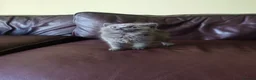 British Shorthair cats for sale: British shorthair female in Bristol - Advert 4