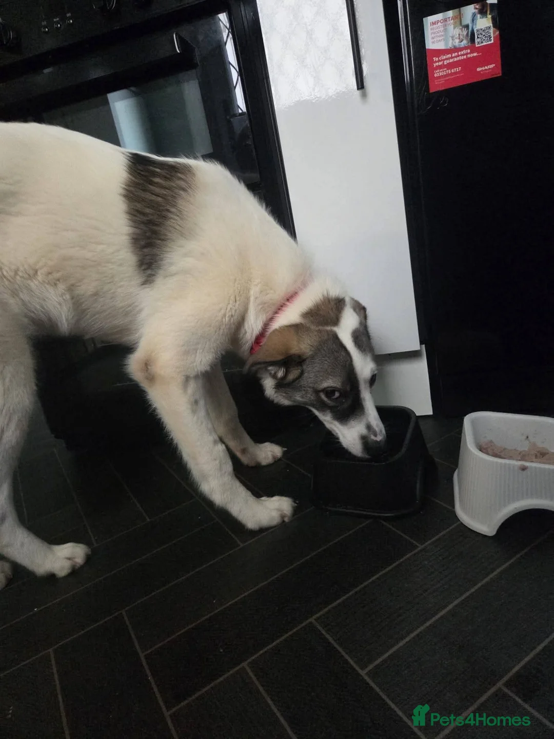 Mixed Breed dogs for adoption: Meet Star, curreny residing in Lancashire  in Bacup - Advert 2