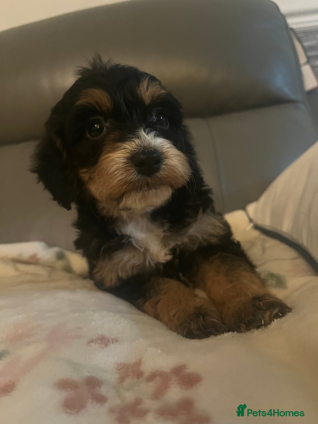 Cockapoo dogs for sale: 5 beautiful F1 cockerpoos  - Image 21