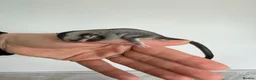 Sugar Glider rodents for sale: Joeys now OOP! 2 available  - Advert 11