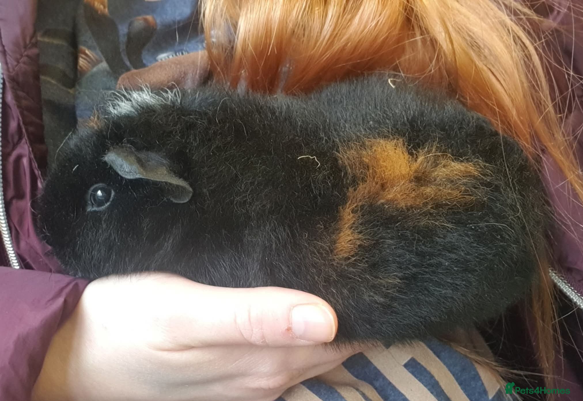 Guinea Pig rodents Beautiful guinea pigs  - Advert 2