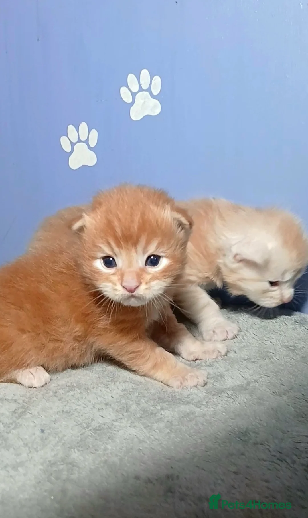 Maine Coon cats for sale: Sweet and Beautiful Pure Breed Maine Coon Kittens - Advert 4