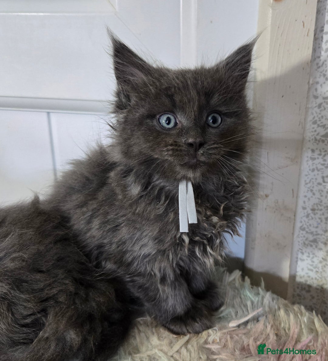 Maine Coon cats for sale: Stunning GCCF Maine Coon kittens  - Image 33