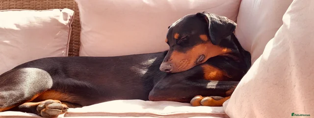 Bindi