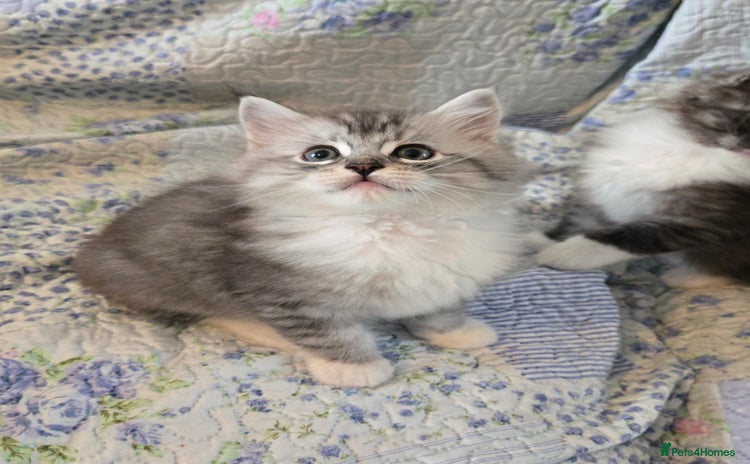 Maine Coon cats - Advert 3