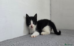 Mixed Breed cats for sale: Two kittens available - Image 7