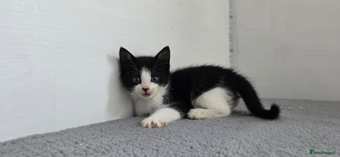 Mixed Breed cats for sale: Two kittens available - Image 7