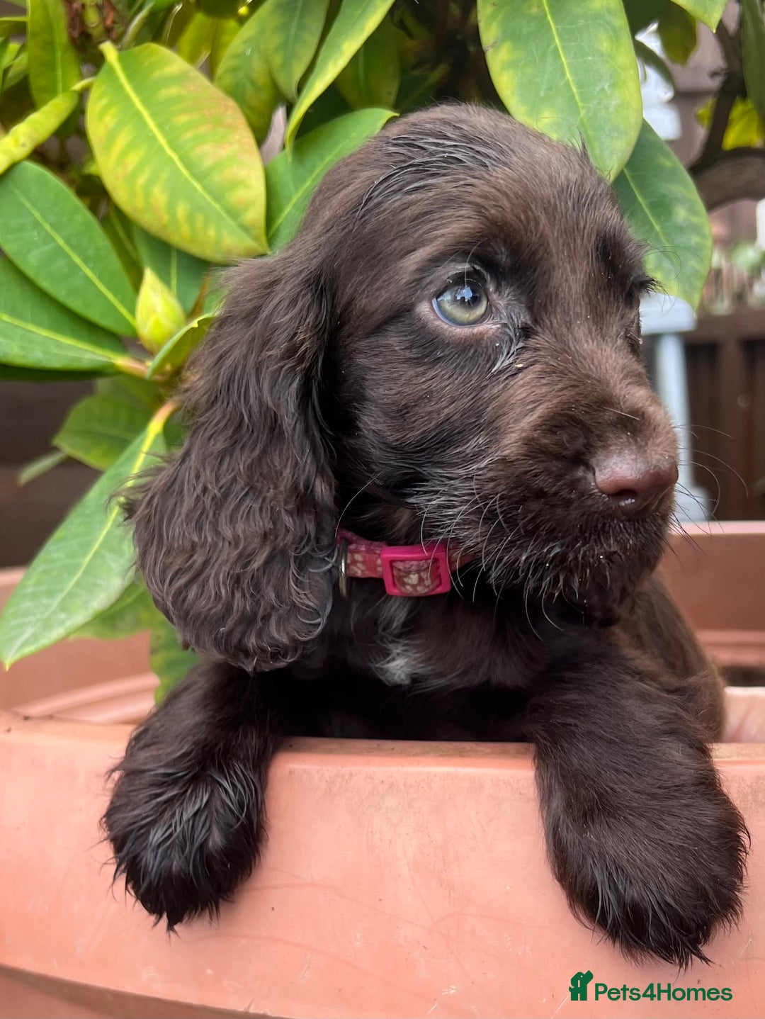 Cocker Spaniel dogs for sale: Working cocker spaniels  - Image 15