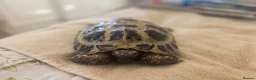 Tortoise reptiles for sale: Albert the horsefield - Advert 4