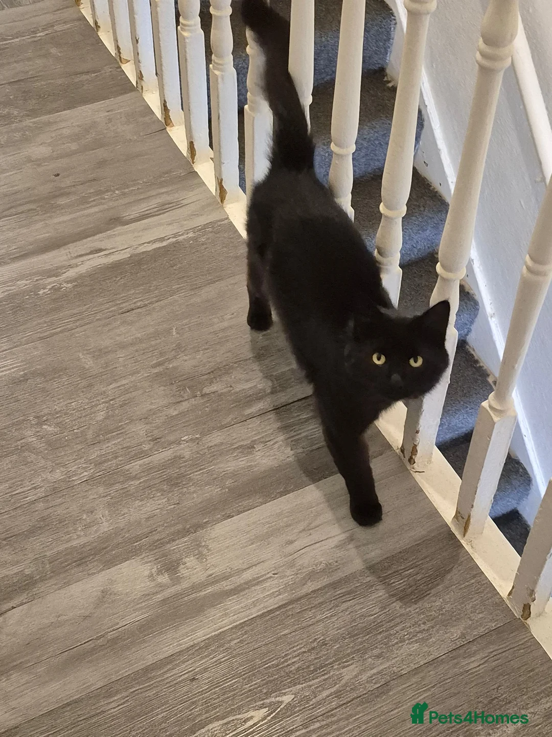 Mixed Breed cats for sale: Male cat 2 years old - Advert 2