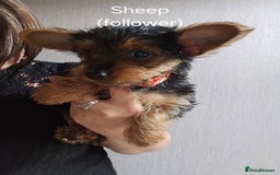 Yorkshire Terrier dogs for sale: Yorkshire Terries looking for their forever home. - Image 5