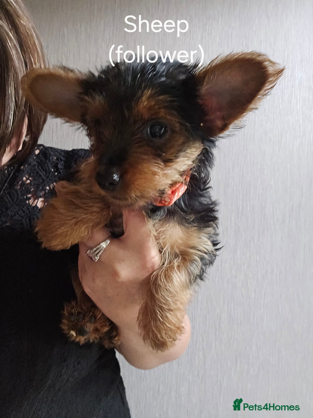Yorkshire Terrier dogs for sale: Yorkshire Terries looking for their forever home. - Image 5