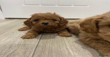 Cavapoo dogs - Advert 2