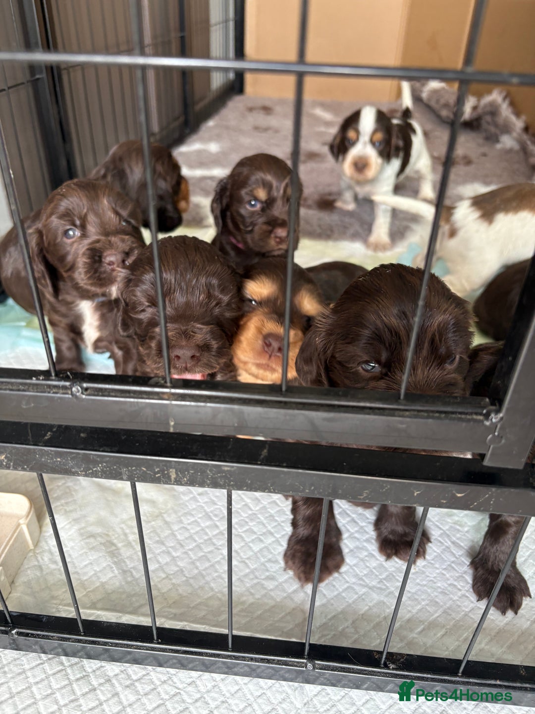 Cocker Spaniel dogs for sale: beautiful KC show cocker spaniel puppies  - Image 19