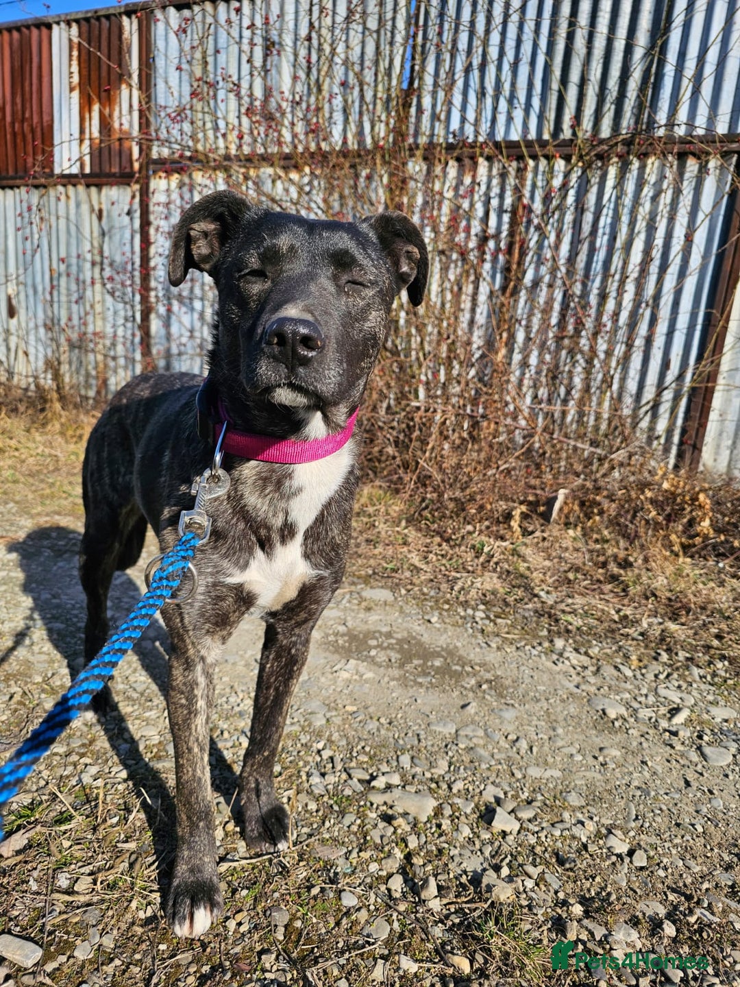 Mixed Breed dogs for adoption: A Beautiful and Gentle Girl - for a Loving Home - Image 27