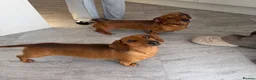 Dachshund dogs for sale: 🐾 5 Beautiful Miniature Dachshund Girls  - Advert 4