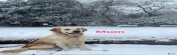 Golden Retriever dogs for sale: Our Beautifil KC registered Golden Retriever   in Leeds - Advert 2