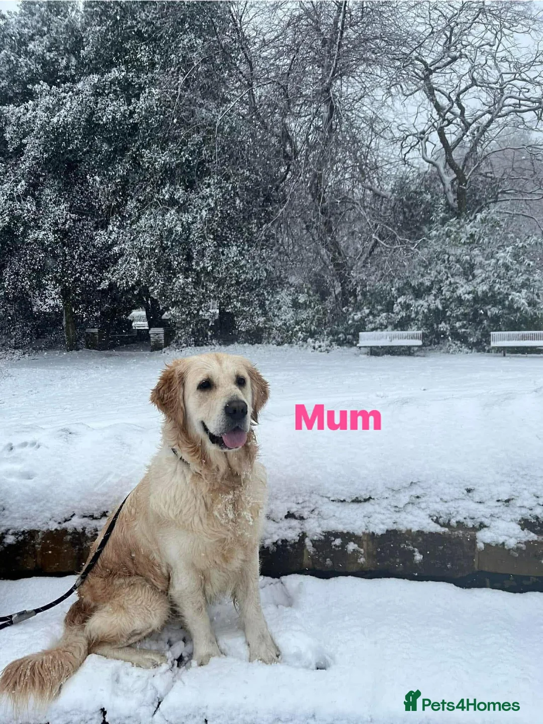 Golden Retriever dogs for sale: Our Beautifil KC registered Golden Retriever   in Leeds - Advert 2