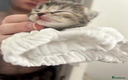 Mixed Breed cats for sale: 3 Beautiful Tabby Kittens  - Advert 5