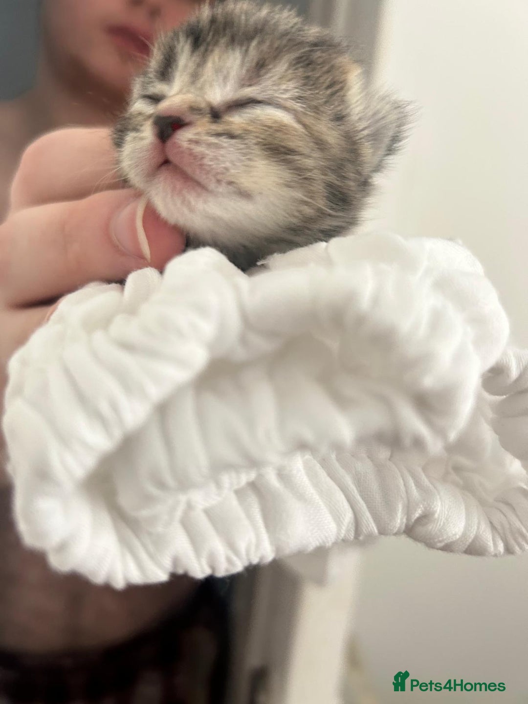 Mixed Breed cats for sale: 3 Beautiful Tabby Kittens  - Advert 5