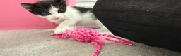 European cats for sale:  Two Kittens Looking for loving Home! 🏡❤️ - Advert 10