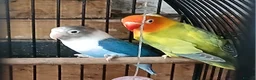 Lovebirds birds for sale: Lovebirds dna'd fischers lovebirds  - Advert 18