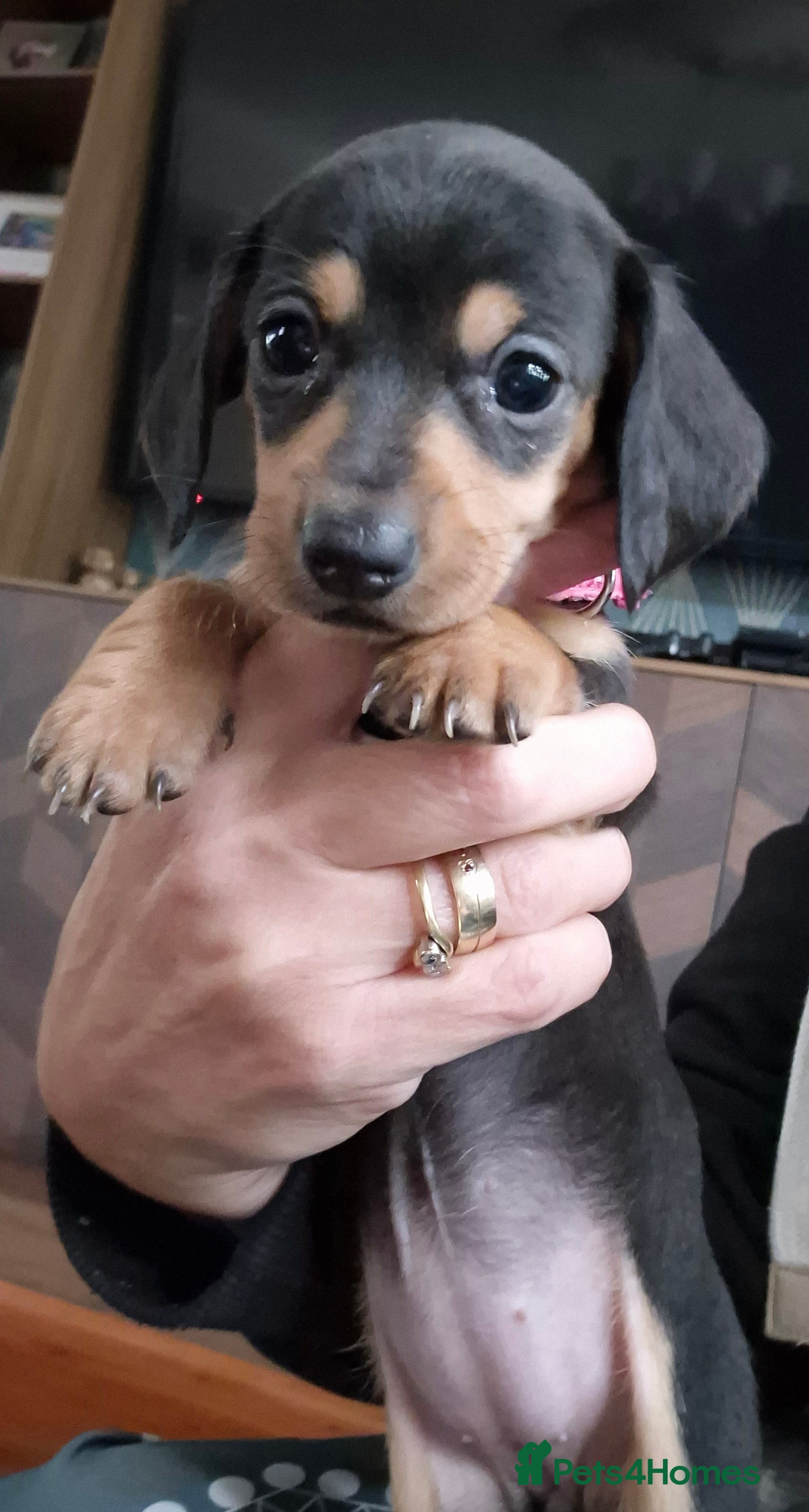 Miniature Dachshund dogs Last girl puppy! Black & tanMiniature Dachshunds - Advert 13
