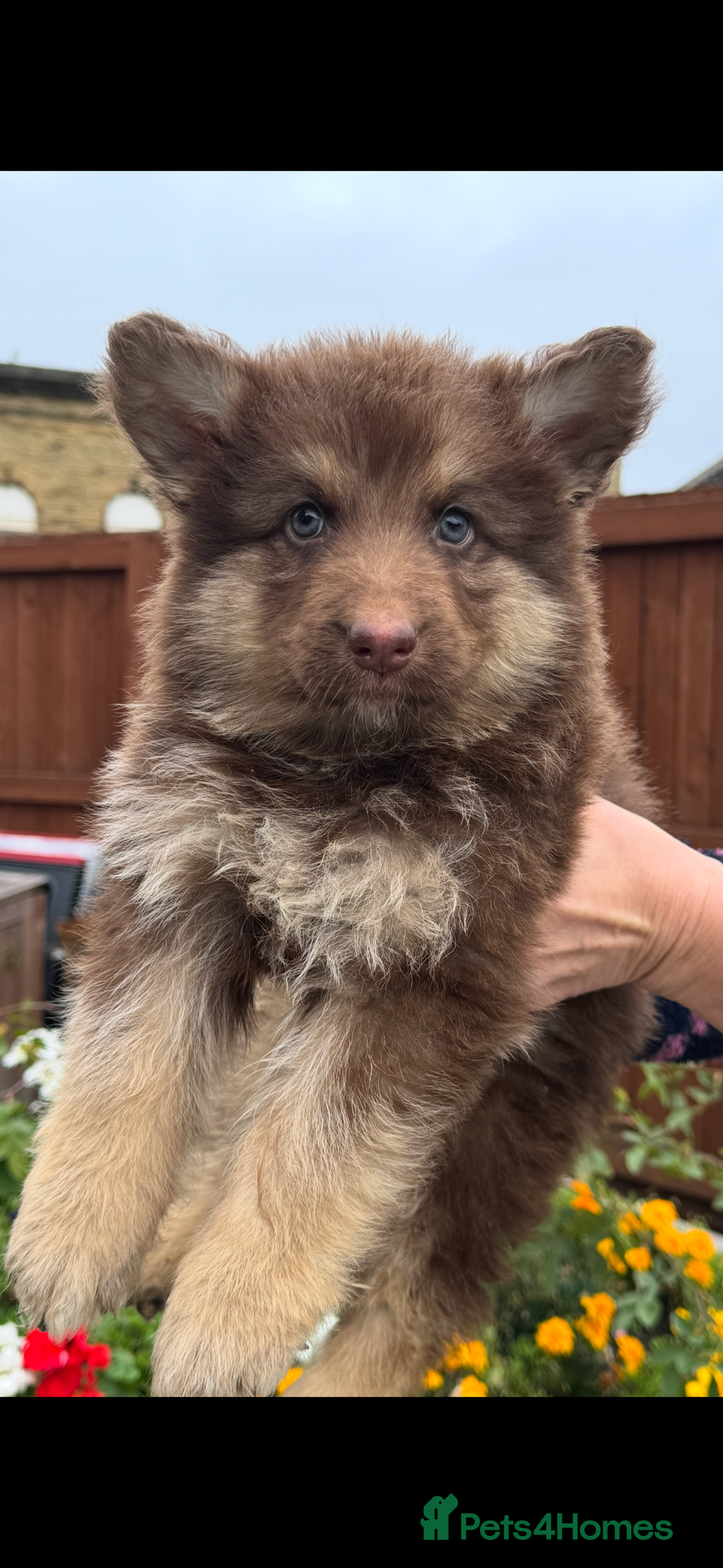 German Shepherd dogs for sale: Beautiful mixed coloured heath tested German sheps - Image 4