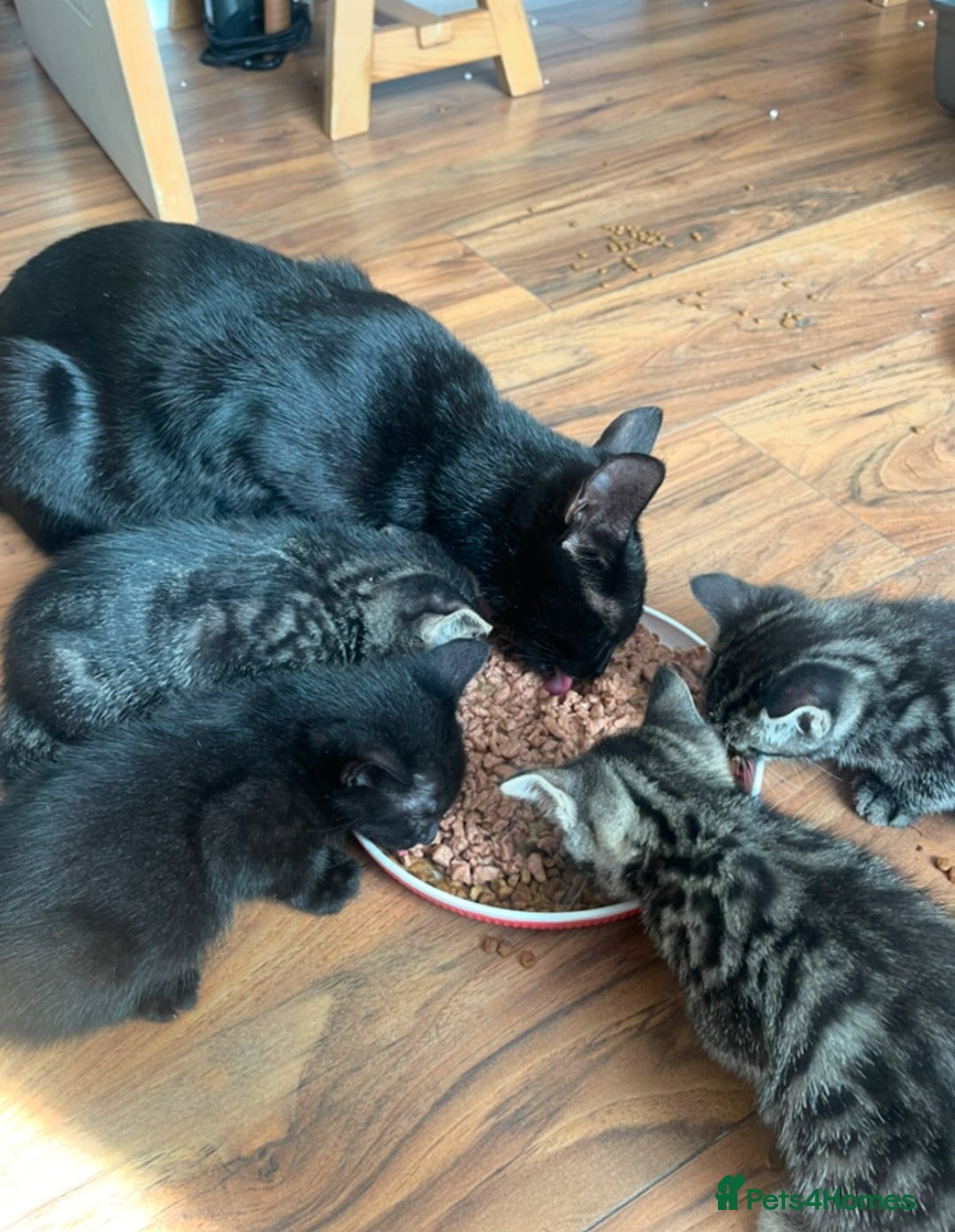Domestic Shorthair cats for sale: Male kittens  - Image 3