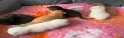 Mixed Breed cats for sale: 6 stunning kittens  - Advert 10