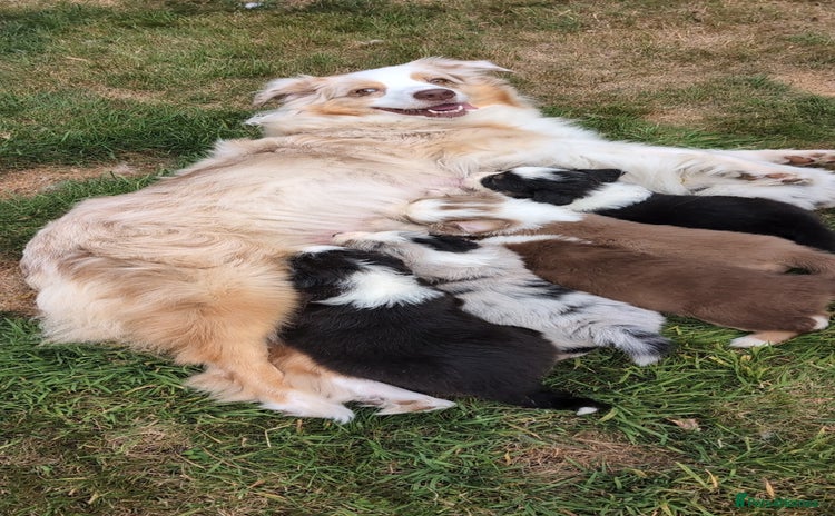 Australian Shepherd dogs - Advert 1