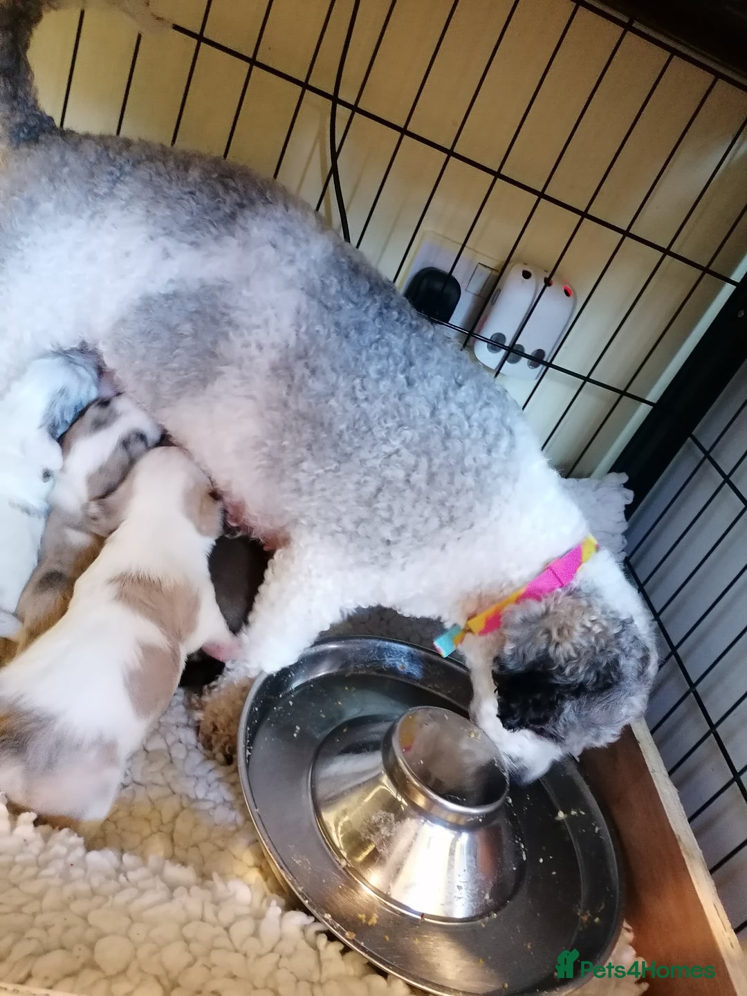 Mixed Breed dogs for sale: Boy puppies  - Image 13