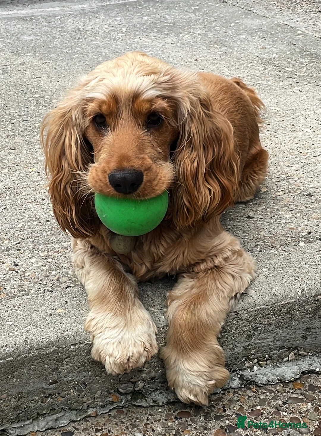 Cocker Spaniel dogs for stud: SHOW COCKER awaiting stud duties in Lincoln - Advert 7