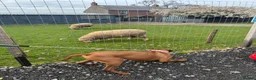 Rhodesian Ridgeback dogs for sale: 5YO Female Rhodesian Ridgeback - Advert 3