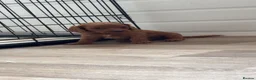 Cavapoo dogs for sale: Cavapoo puppies  - Advert 4