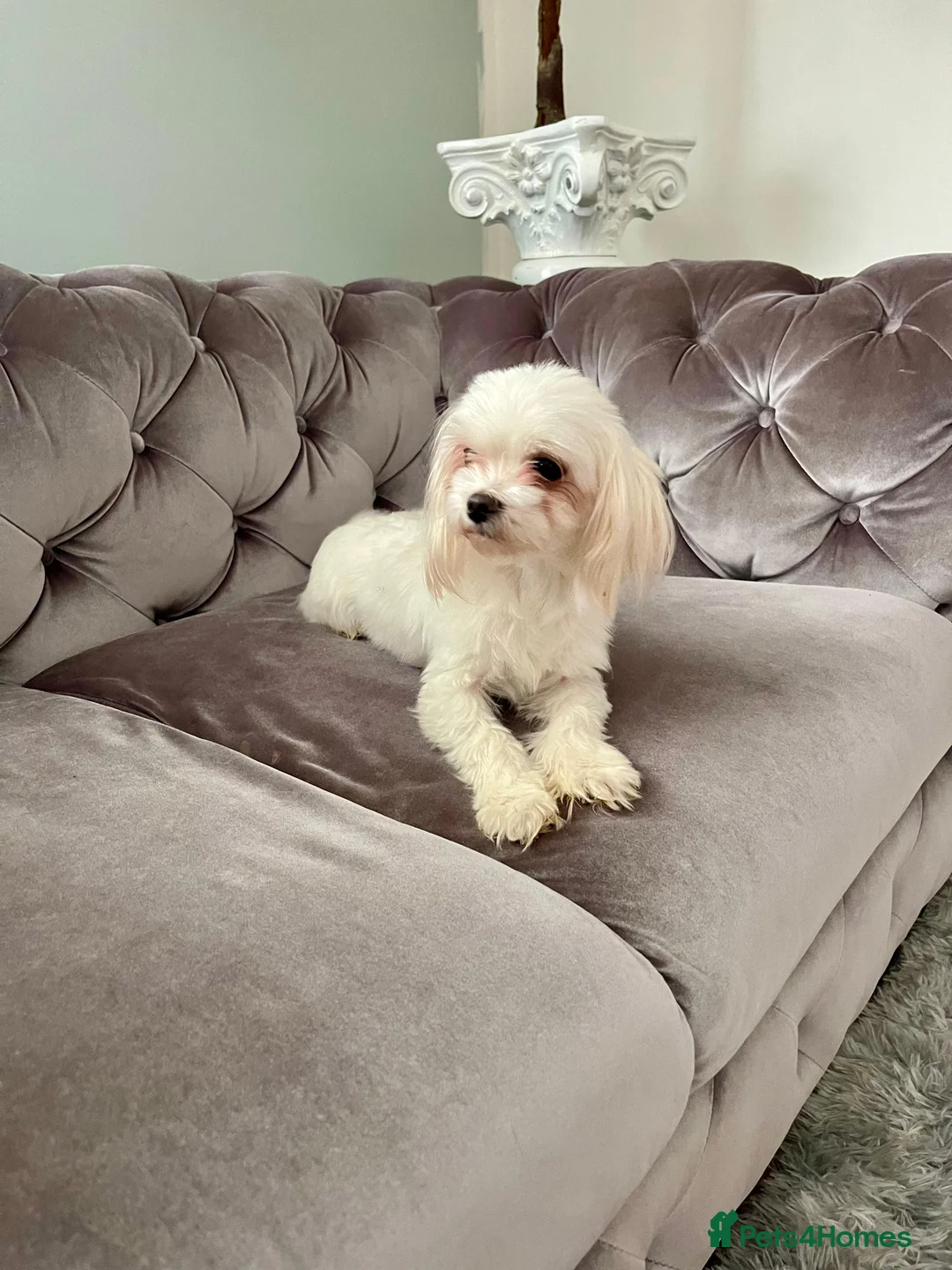 Maltese dogs for sale: Loving Home Wanted for Sweet Maltese Girl - Advert 18