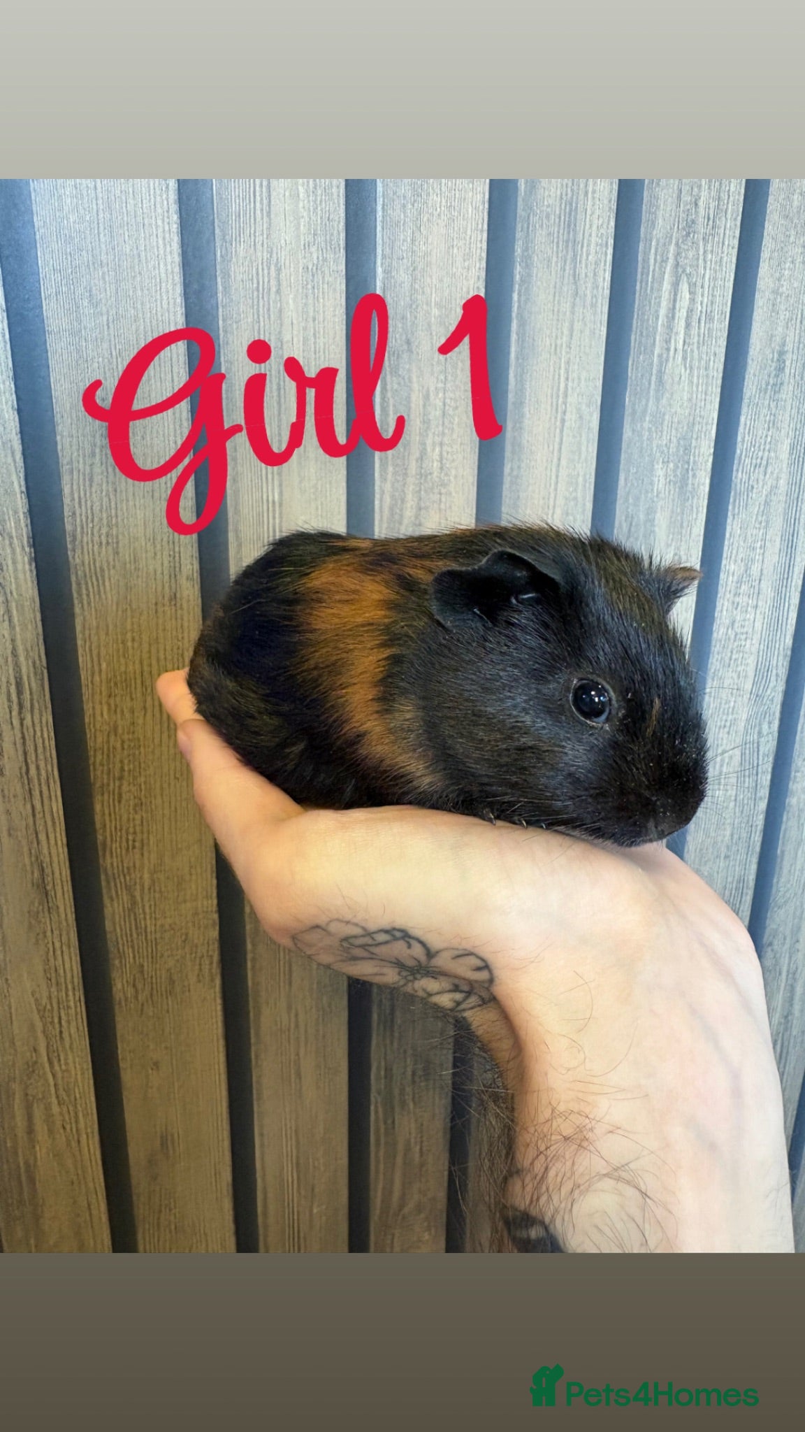 Guinea Pig rodents 8 week old female guinea pigs - Advert 20