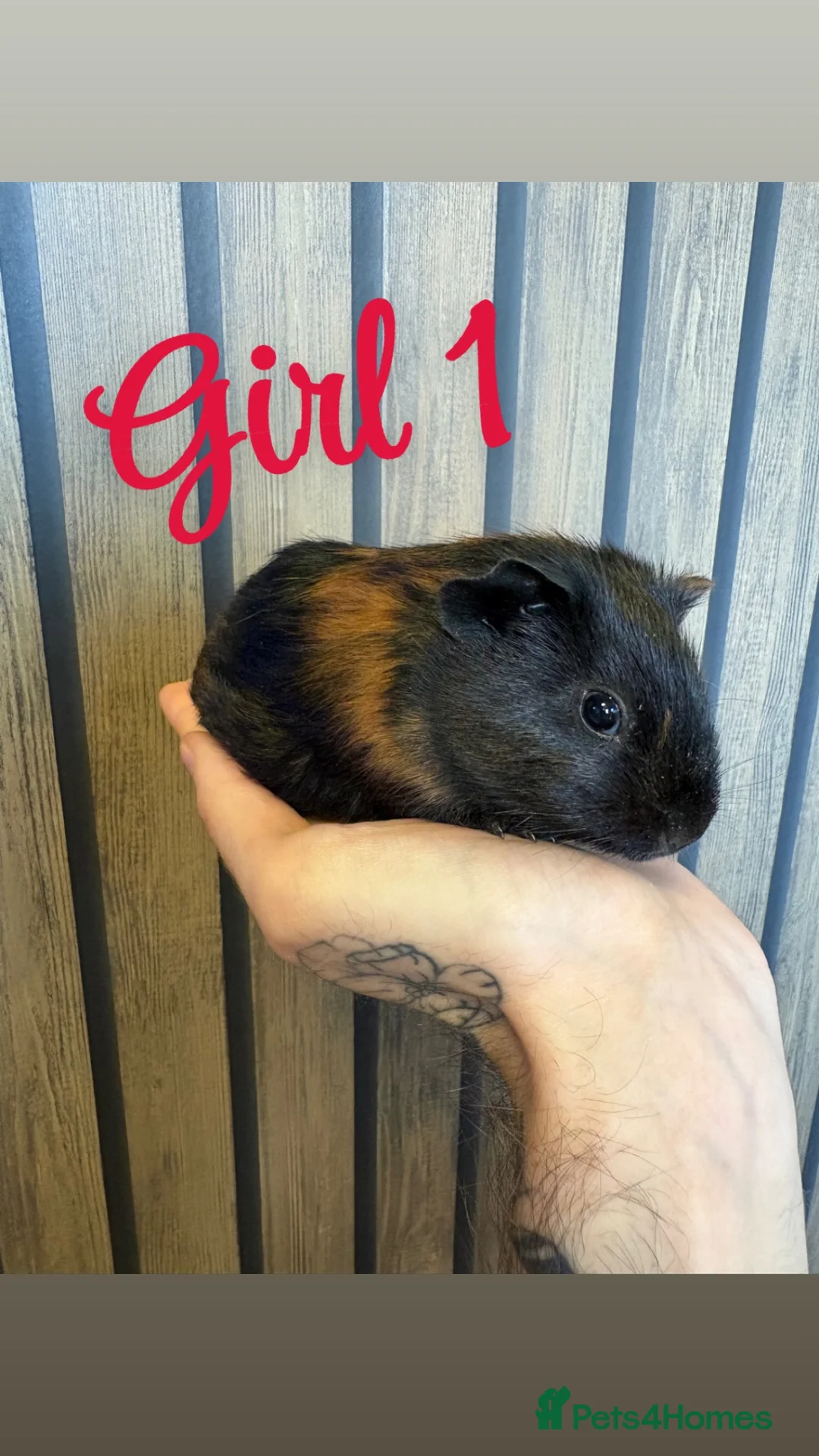 Guinea Pig rodents for sale: 8 week old female guinea pigs - Advert 1